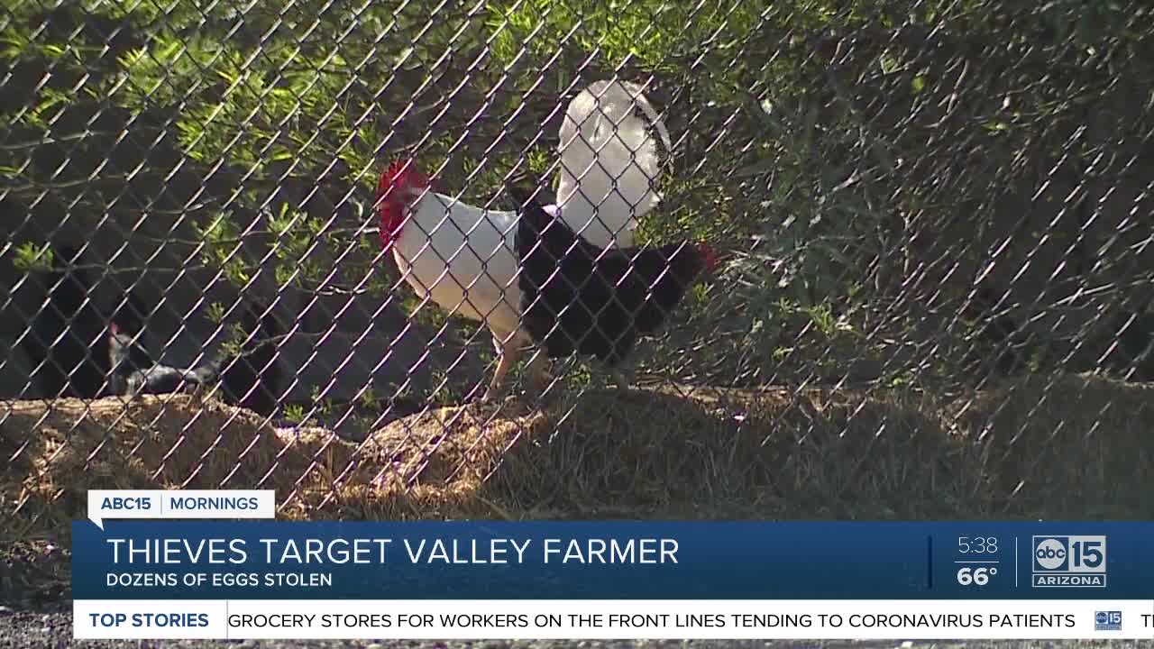 Thieves target Valley farmer, stealing dozens of eggs