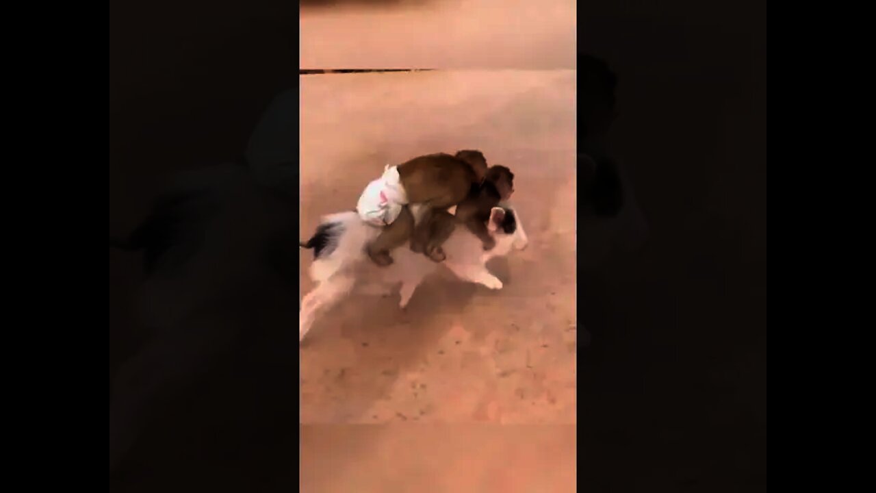 Riding a Piggy 😅🙈🐷🐒😹 #rumble