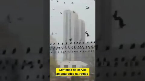 Corvos invadem estação na China