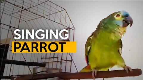 Beautiful Brazilian Parrot singing "I threw the stick in the cat".