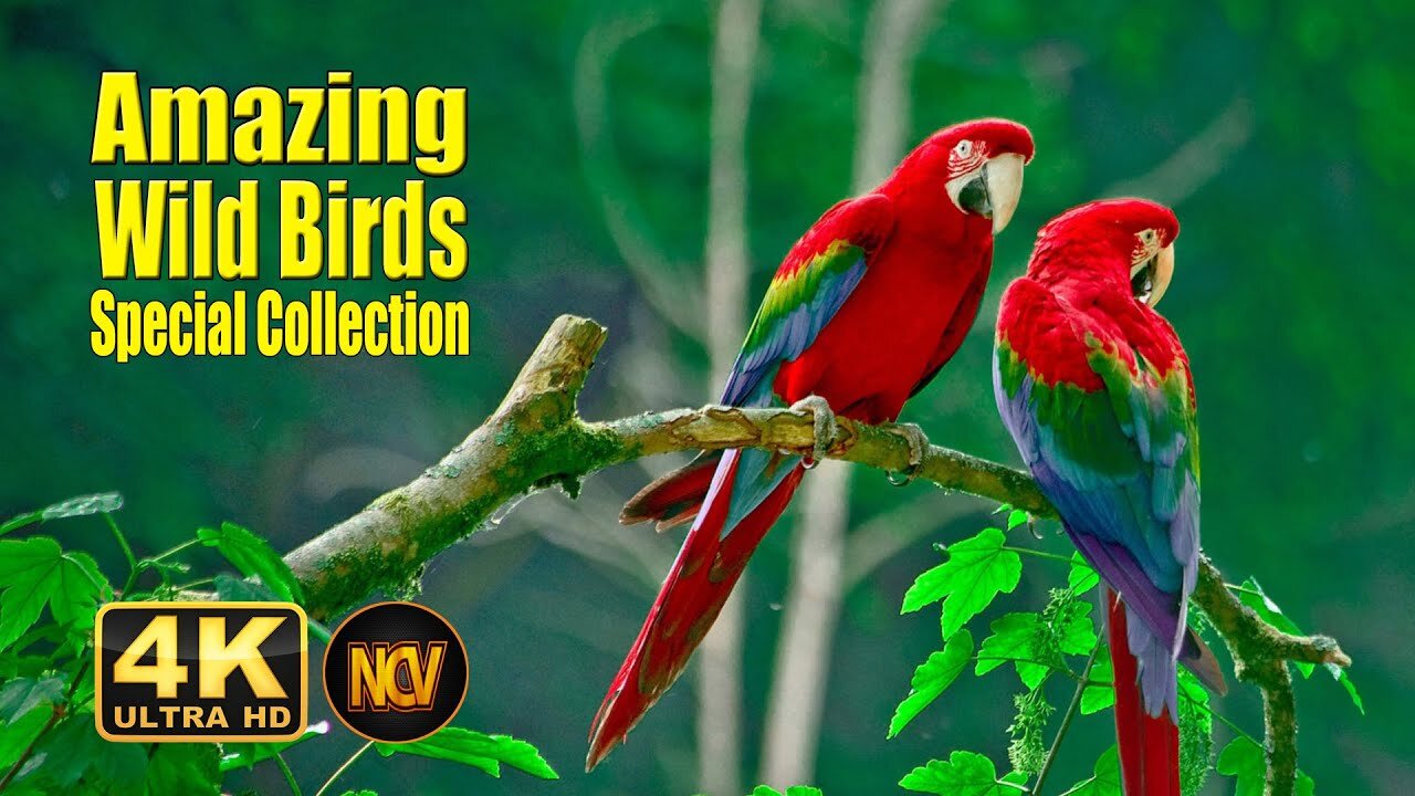 Birds Special Collection 2023 | Birds 4k Video Ultra Hd | Amazing Wild Birds