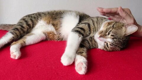 Cat Almost Fainted Due to the Heat