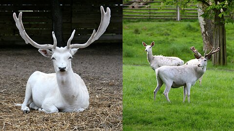 white deer