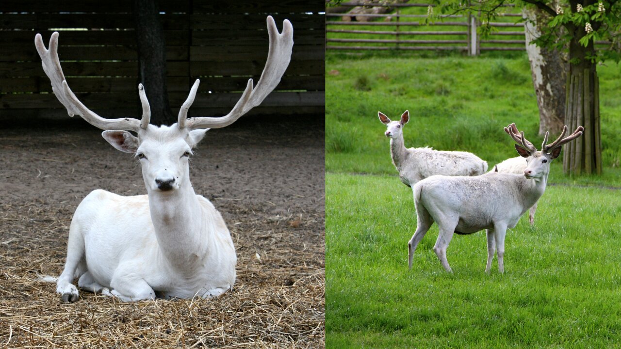 white deer