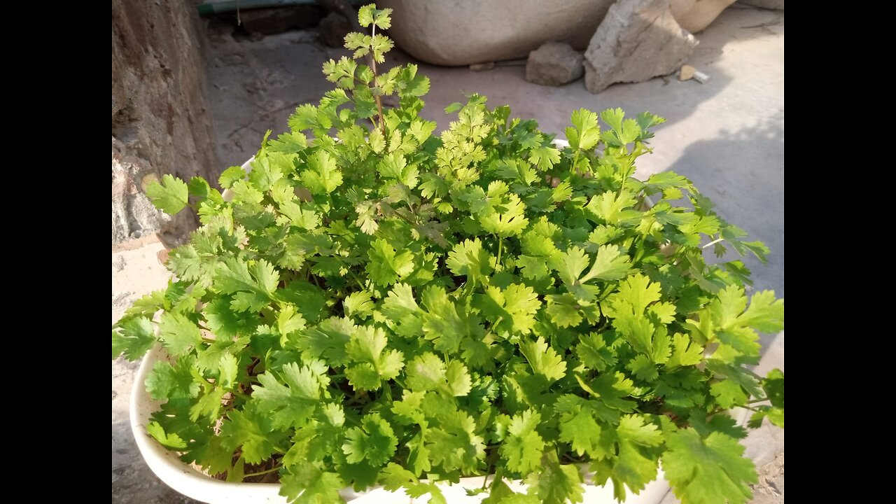 Gardening || Coriander plantation