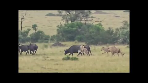 Lion attacks on buffalo 🦬#UbertainmentFun #Dogs #Animals #Fun