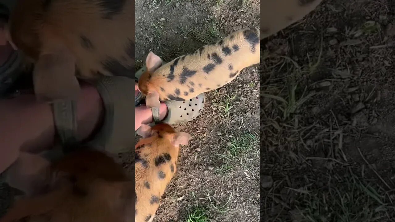 Pigs vs Croc |#farmlife #homesteading #kunekune #piglets