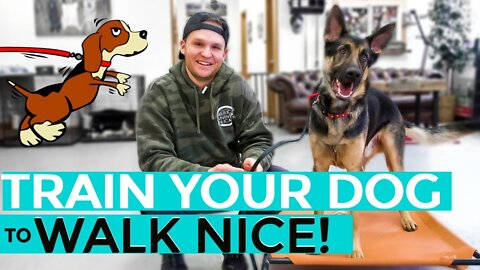 How to train your dog to walk on the leash!