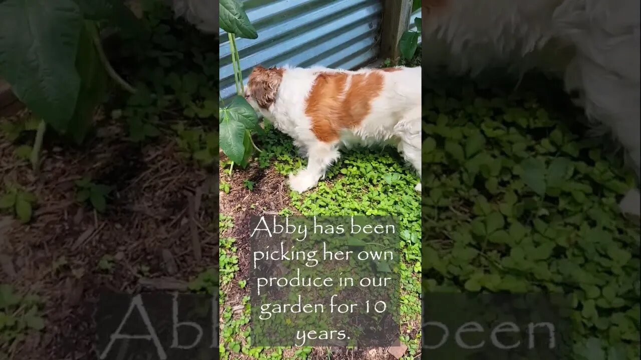 Our Garden Dog Loves Picking Her Own Beans!