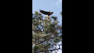 Bald eagles, ospreys, and mocking birds