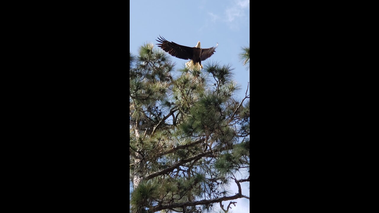 Bald eagles, ospreys, and mocking birds