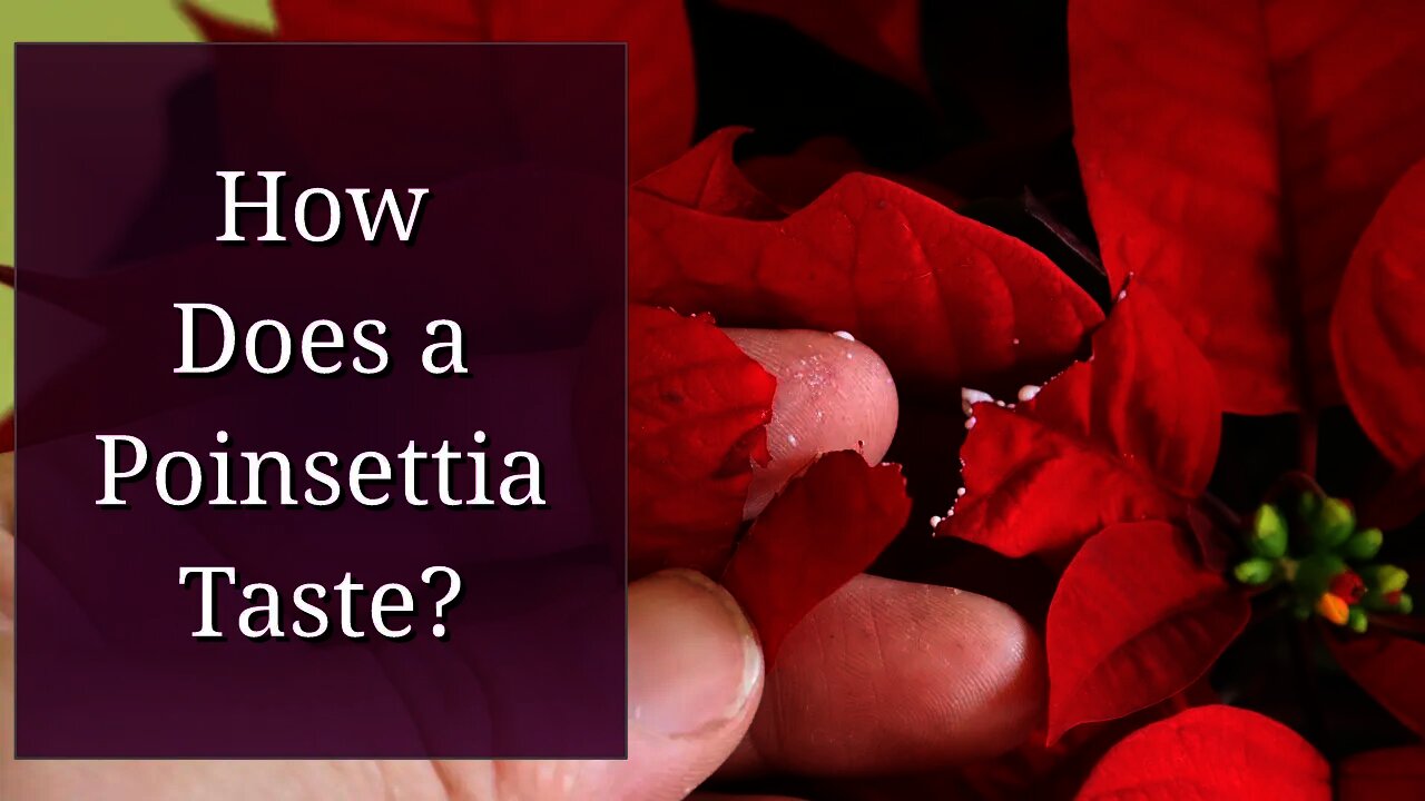 How Does a Poinsettia Taste?