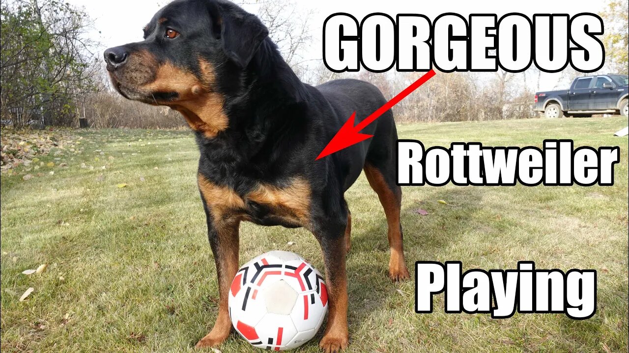 Gorgeous Female Rottweiler