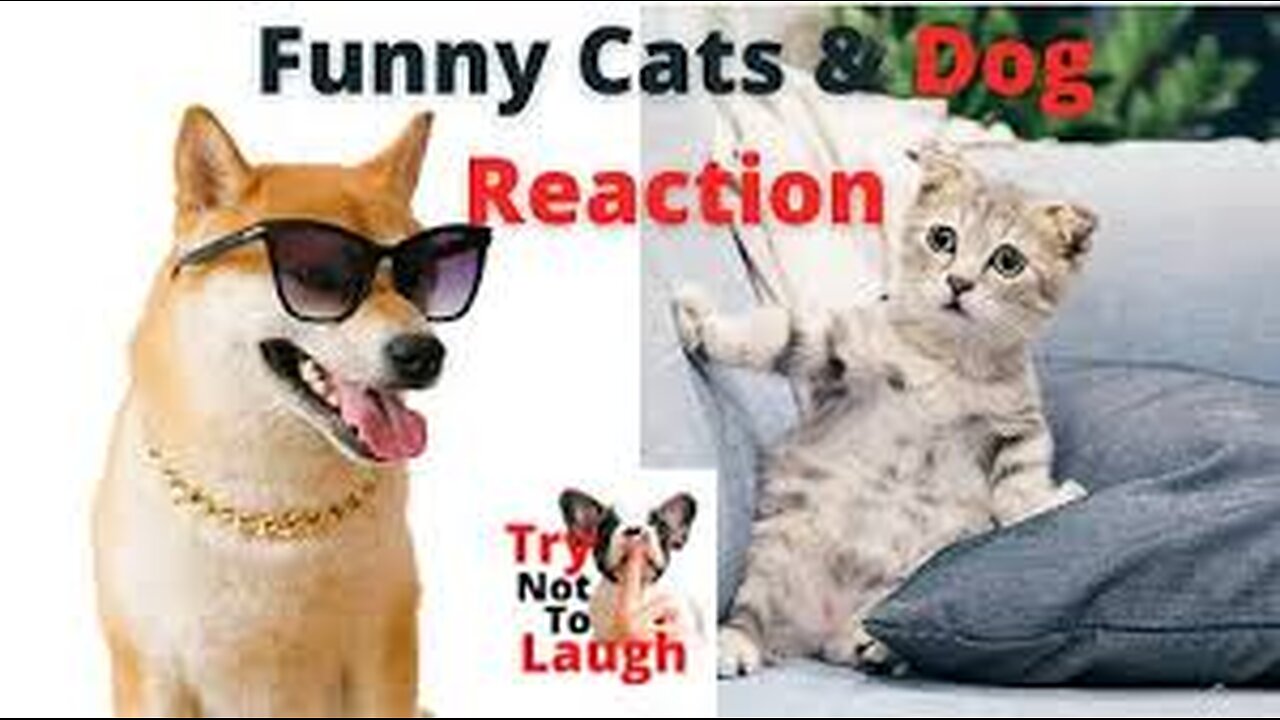 New Funny Animals 😅 Funniest Dogs And Cats Videos 2023🐶😺