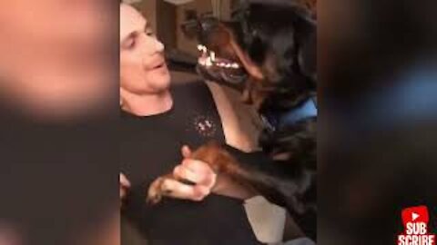 Angry - Funny Dogs and Cats of TikTok - Try not to laugh impossible .