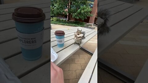 Squirrel Says Hello