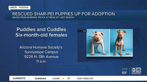 Shar-Pei puppies rescued from vehicle fire up for adoption