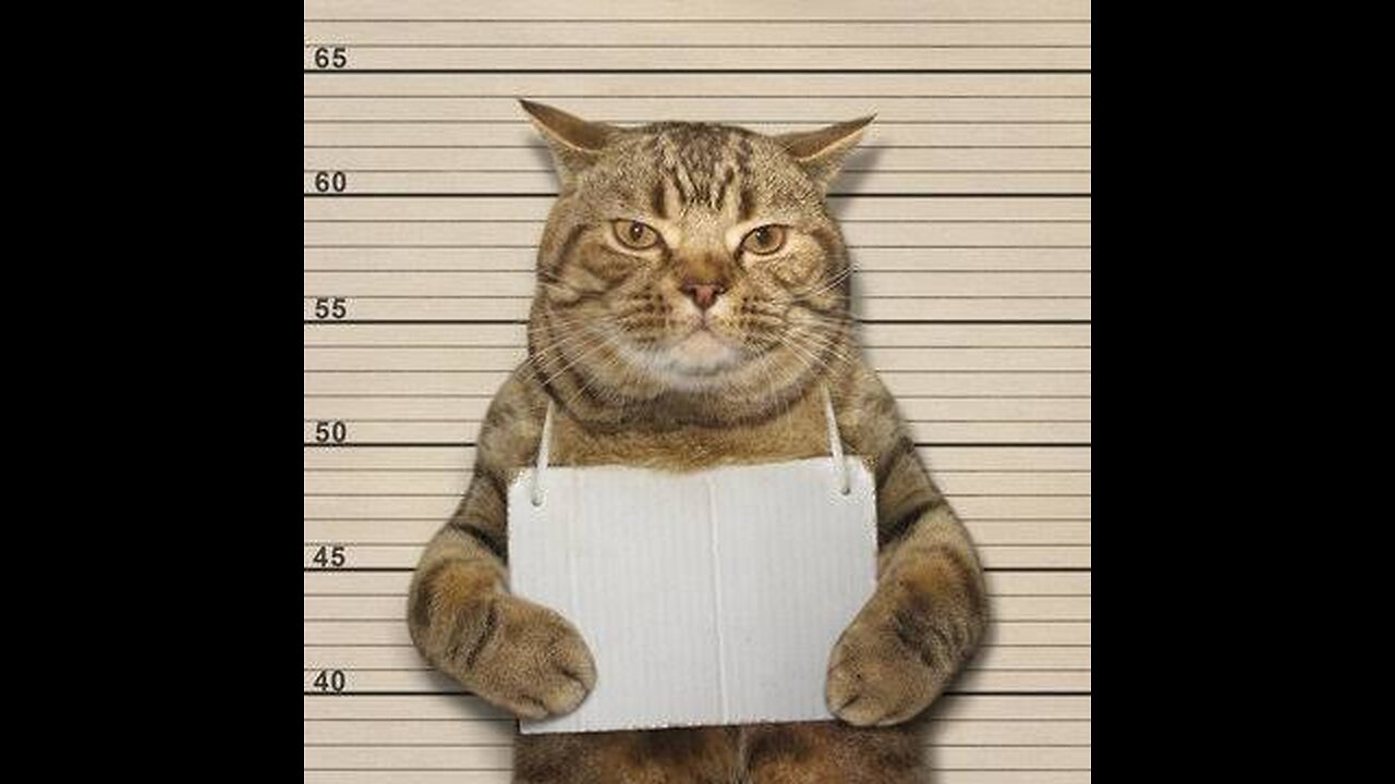 Pets funny videos