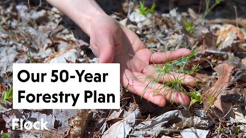 50-YEAR FORESTRY PLAN: Femelschlag to Enrichment Planting — Ep. 164