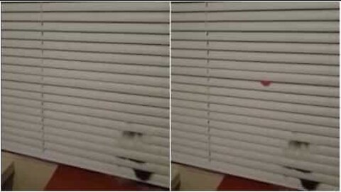 こんな猫がいたらダスターはいらない！