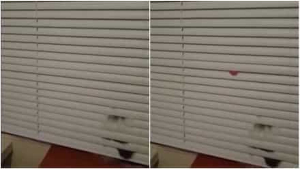 こんな猫がいたらダスターはいらない！