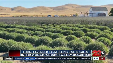 Local lavender farm sees surge in sales