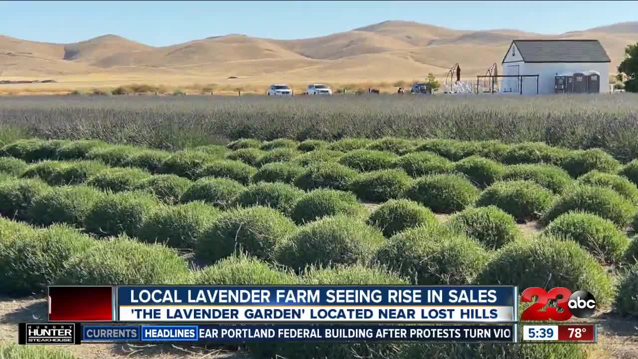 Local lavender farm sees surge in sales