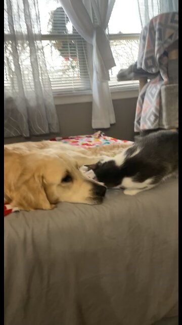 Sweet Golden Retriever and his Cat Sister