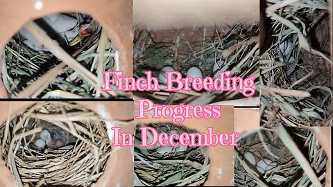 My finch colony breeding progress