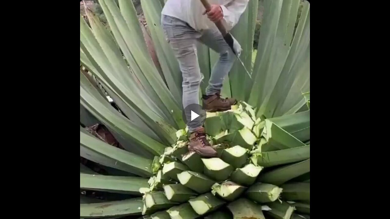 Creating sustainable shoes from the Agave plant.