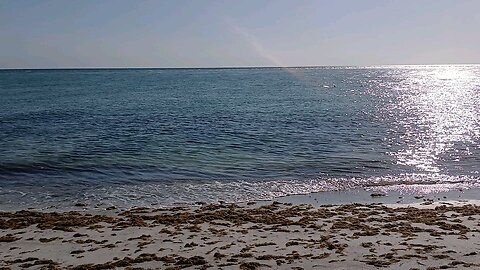 Dolphins in sarasota florida 2