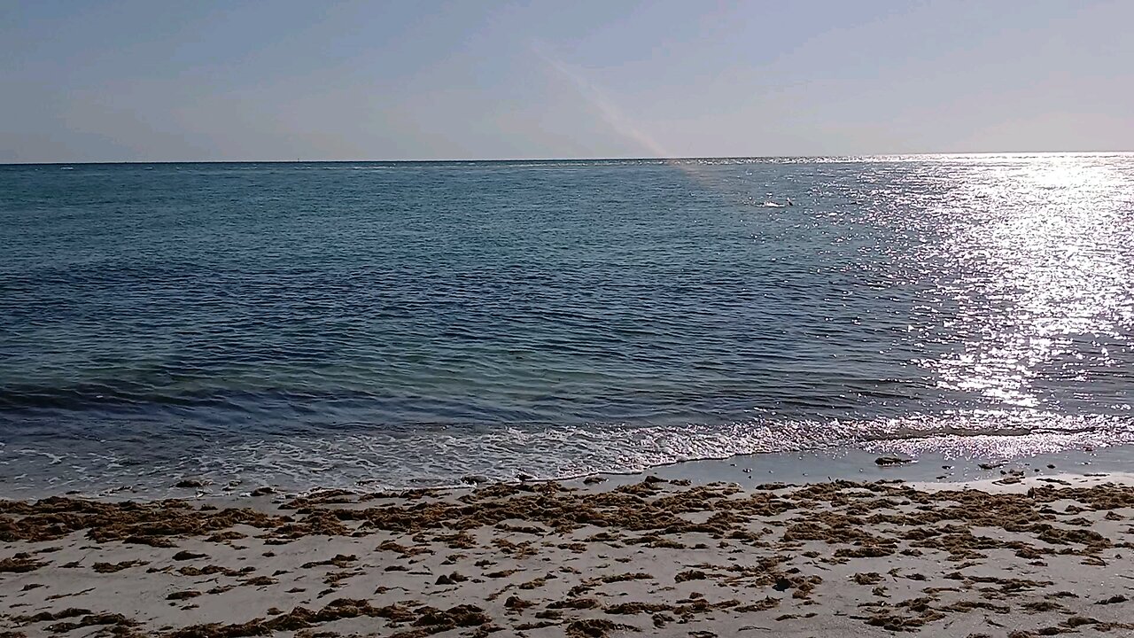 Dolphins in sarasota florida 2