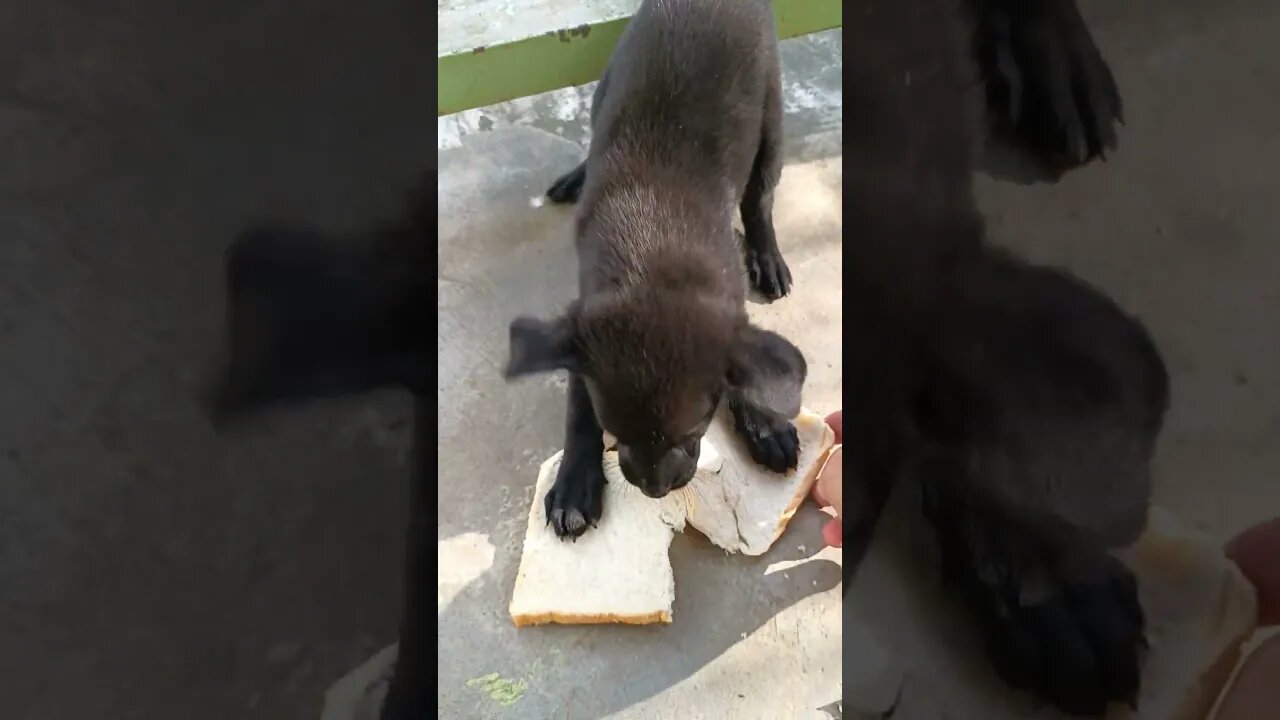 Giving sandwich to black little puppy