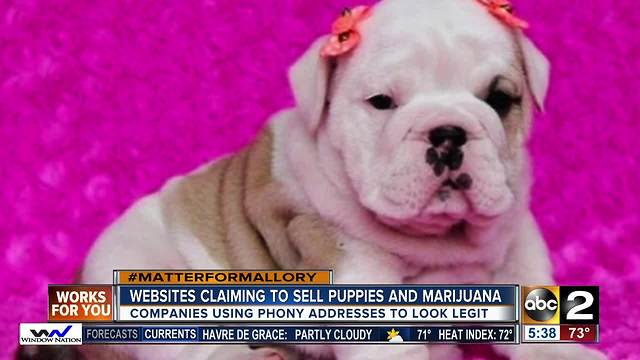 Websites claiming to sell puppies & marijuana at the Maryland fairgrounds