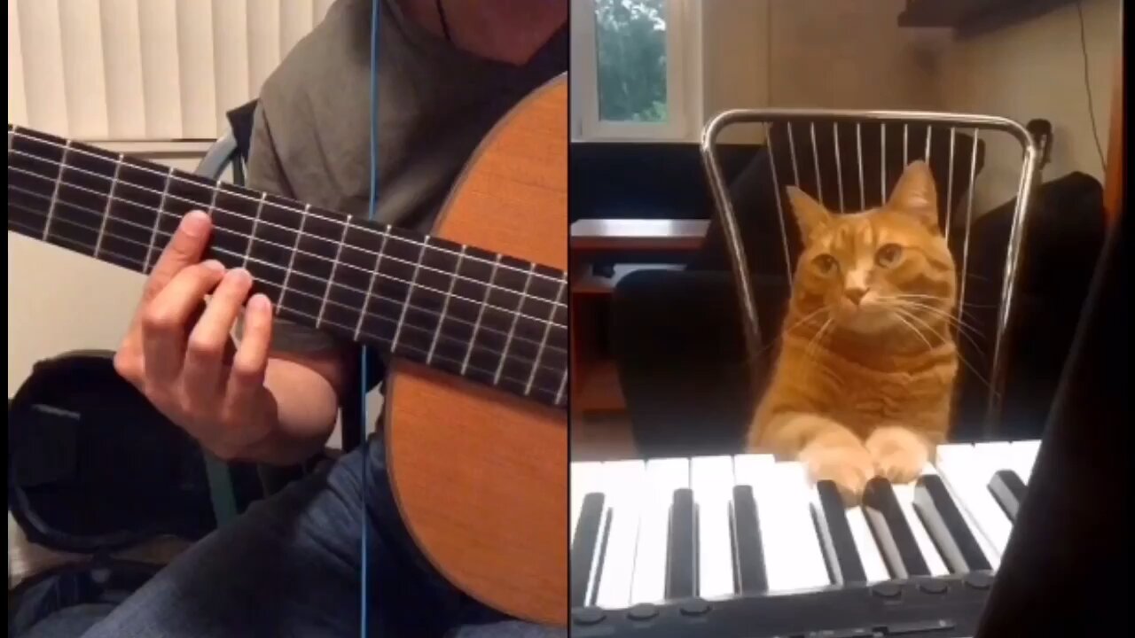 Maestro cat 🐱 concerto