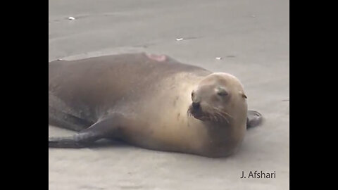 Shark bites sea lion off North County coast