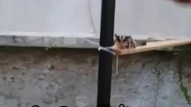 Talented sugar glider dominates obstacle course