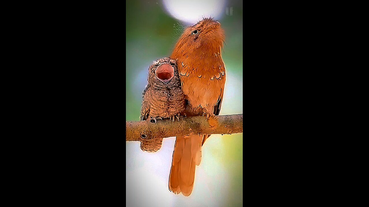 Ceylon Frogmouth Facts Short Video!