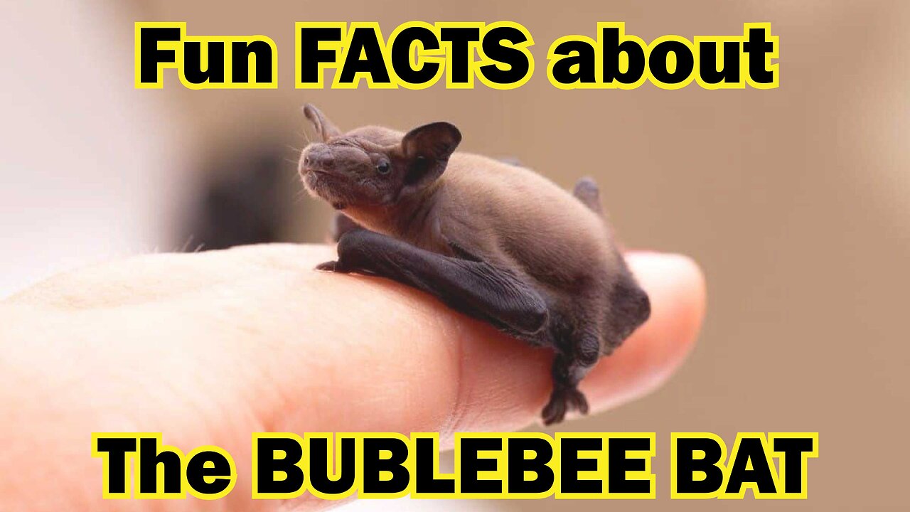 Fun FACTS that you didn't know about BUMBLEBEE BATS