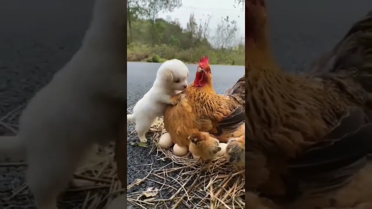 MUITO AMOR 💗🥰💚 #animalshorts