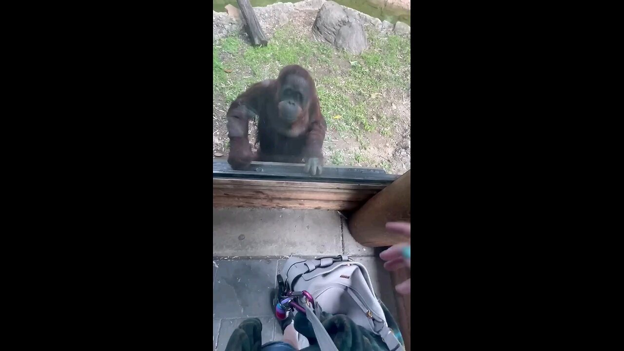 Incredibly intelligent orangutan asks visitor to share gummy snacks