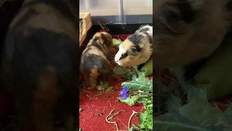 Guinea pigs arguing and wheek
