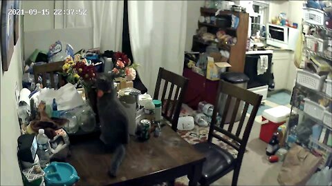 Damn cat