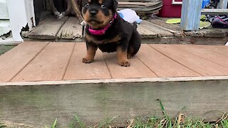 Three-legged Rottweiler puppy preciously conquers outdoor step