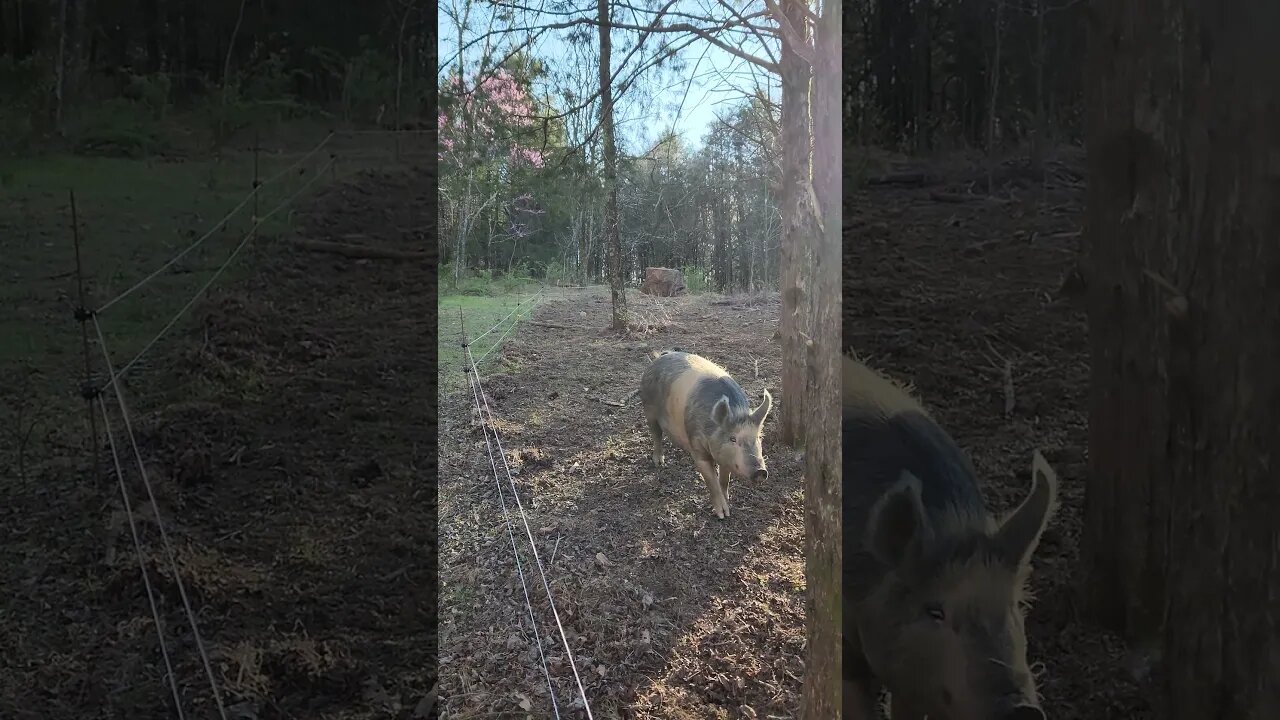 Pig and Pink Flowers at Sunset #kärnəvór #carnivore #shorts #pigtalk