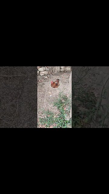 Rooster having a dust bath