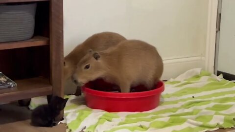 I Fed a Kitten to Capybaras