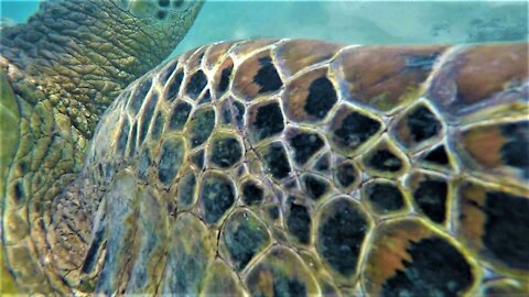 Thomas Filming Sea Turtles