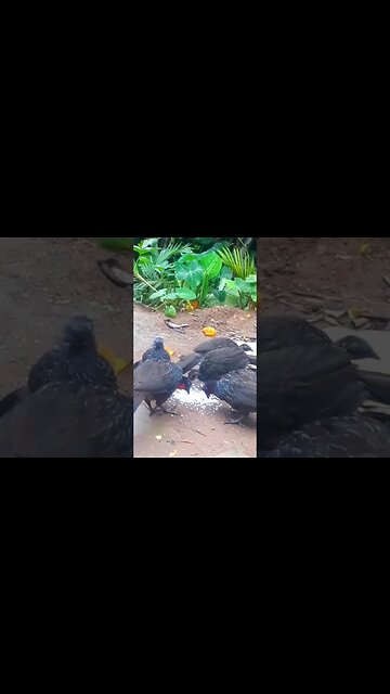 Jacu e seus filhotes com fome em busca de comida