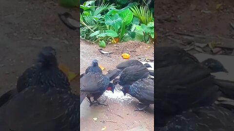 Jacu e seus filhotes com fome em busca de comida